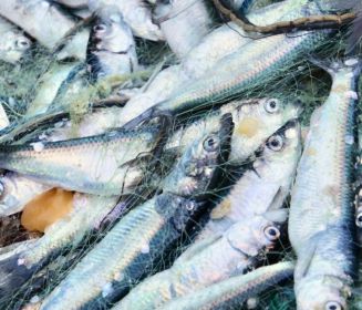 Fische im Netz