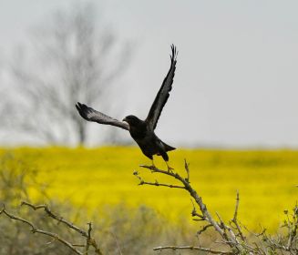 Bussard