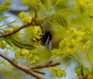 Hummel