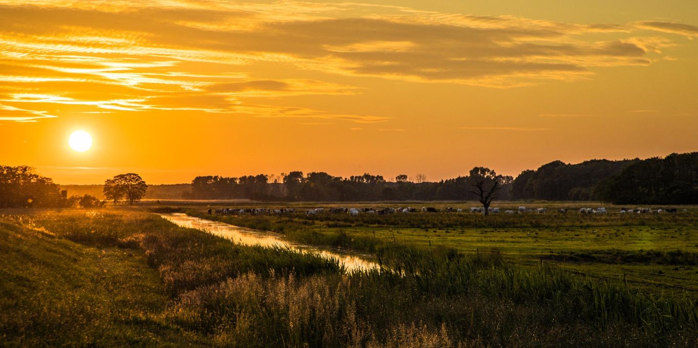 Sonnenuntergang vor einer Wiese im Sommer