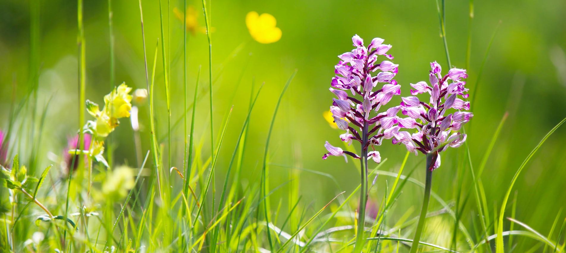 Orchideenwiese