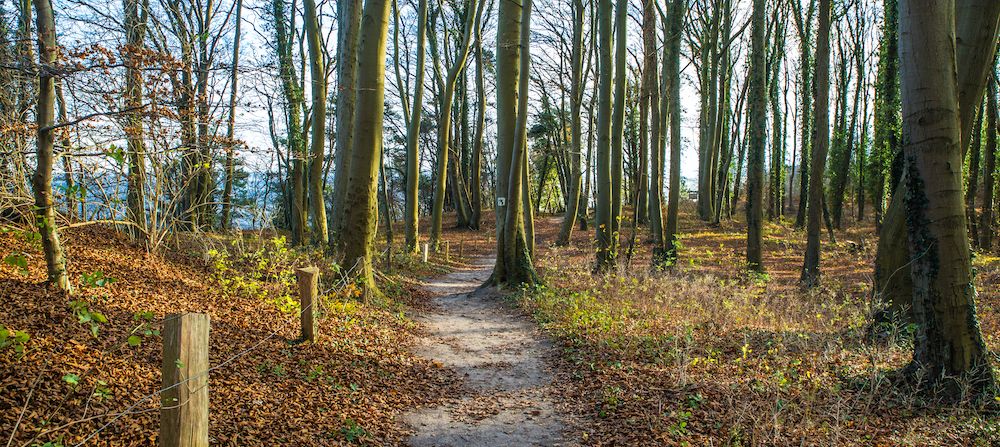 Logo von Klimawald Koserow