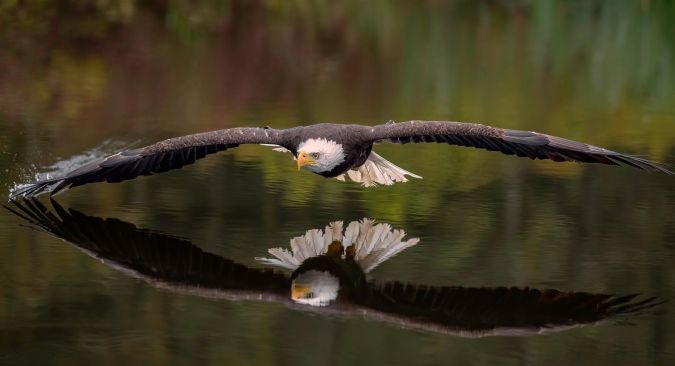 Adler über dem Wasser