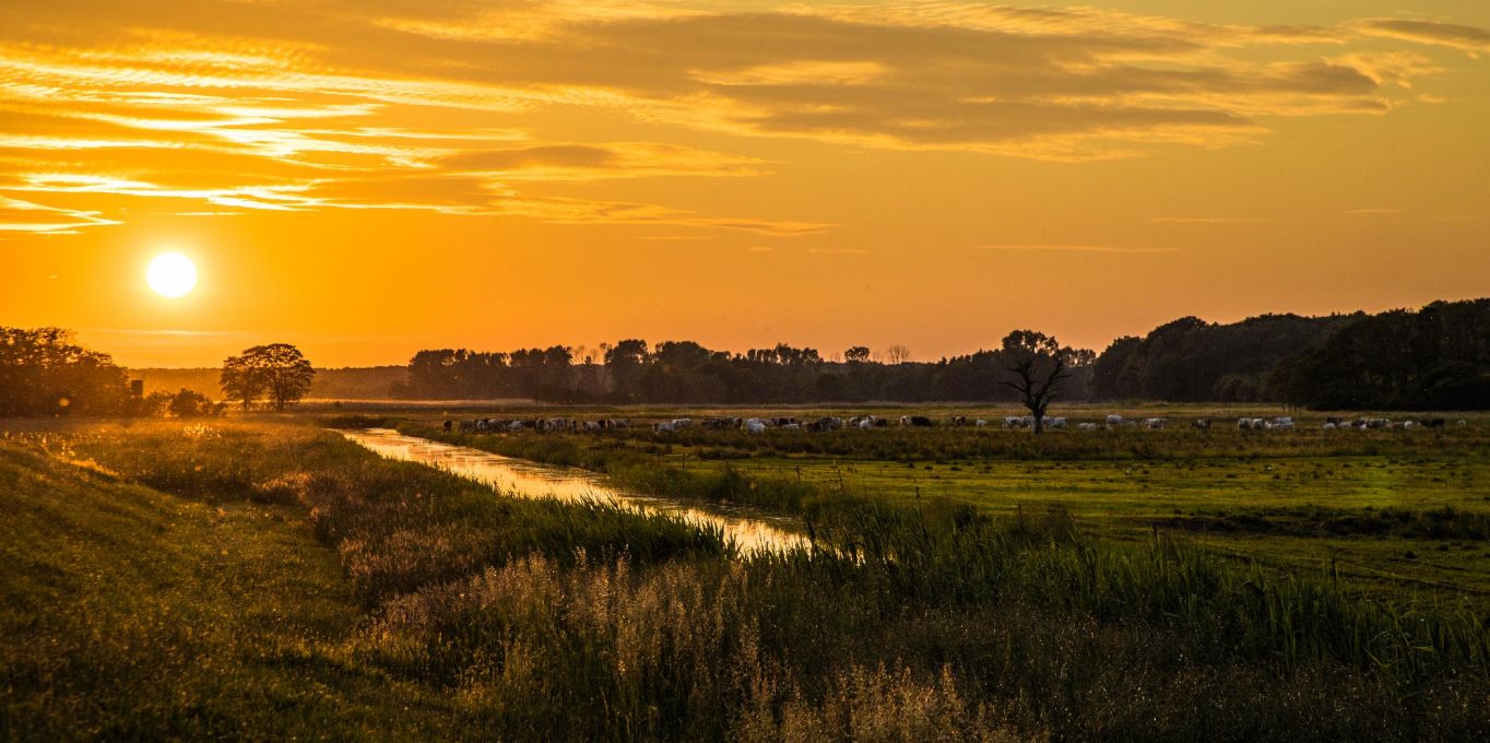 Sonnenuntergang vor einer Wiese im Sommer