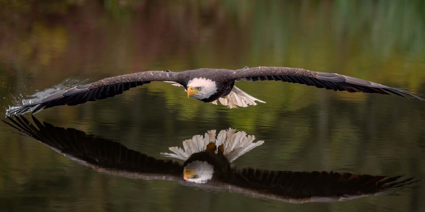 Adler über dem Wasser