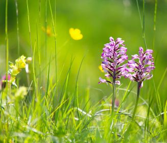Logo von Orchideenwiese am Achterwasser