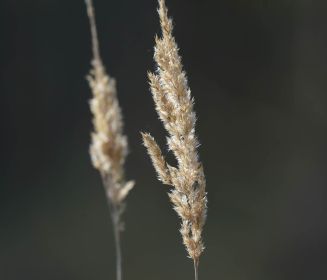 Nahaufnahme Schilf