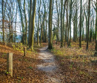 Logo von Klimawald Koserow