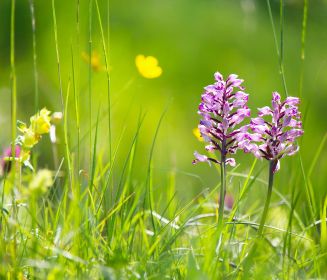 Orchideenwiese