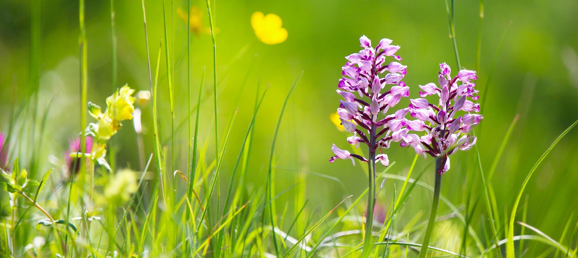 Logo von Orchideenwiese am Achterwasser