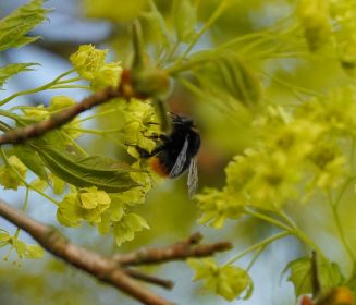 Hummel