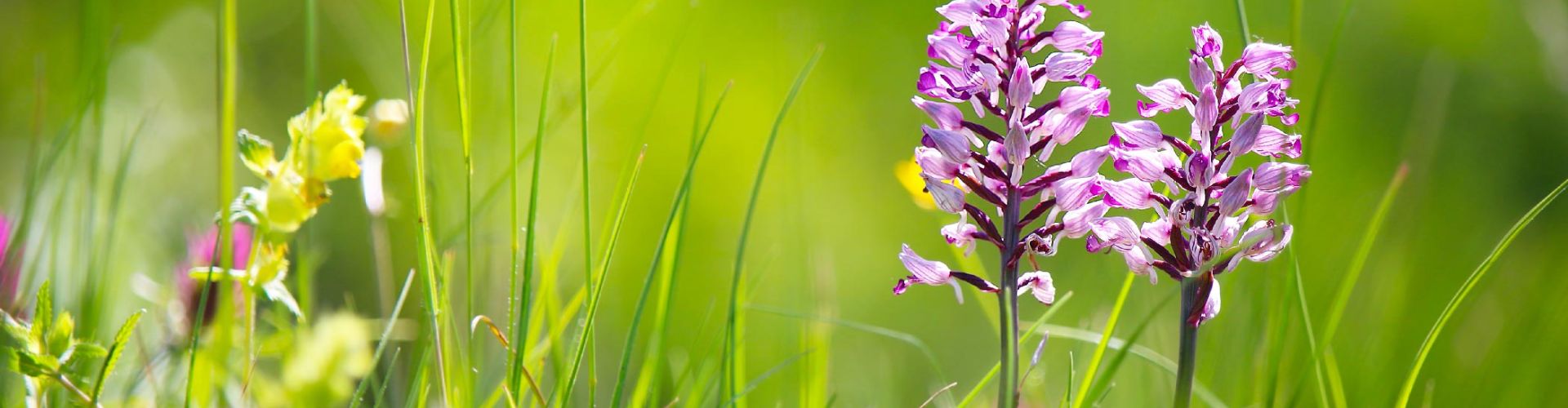 Orchideenwiese