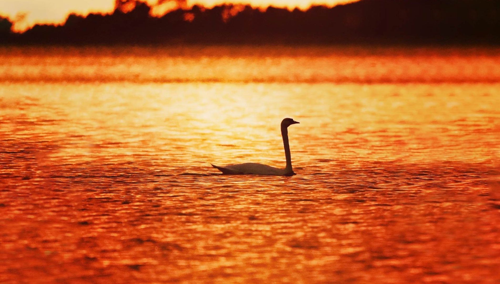 Schwaan in der Dämmerung auf dem Kölpinsee